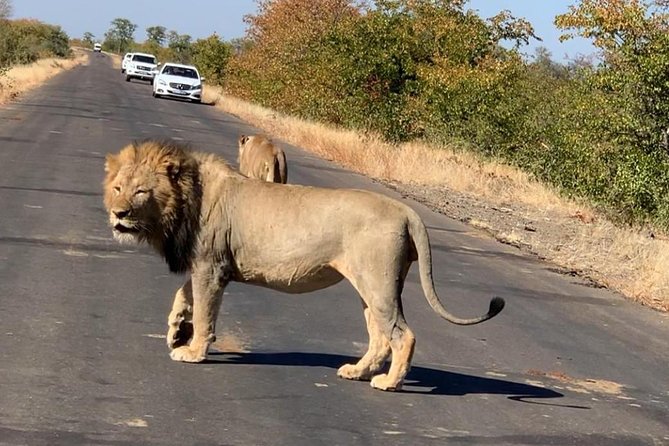 Full- Day Kruger National Park Game Drive on Open Vehicle From Hazy View - Date and Traveler Selection