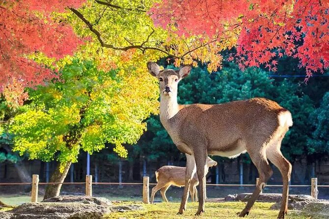 Full Day Kyoto and Nara Guided Tour - Pricing and Booking