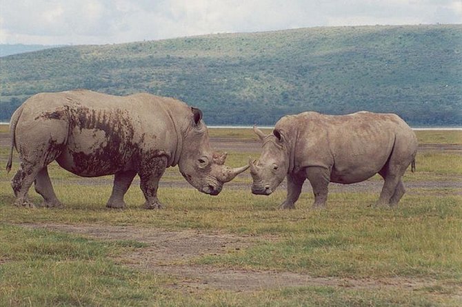 Full-Day Lake Nakuru National Park From Nairobi - Customer Reviews