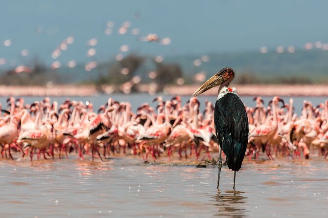 Full-Day Lake Nakuru National Park Private Tour From Nairobi - Booking Details