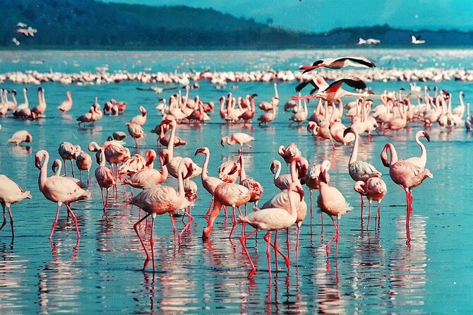 Full-Day Lake Nakuru National Park Private Tour From Nairobi - Pickup Points