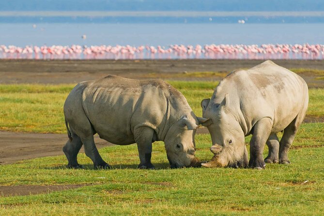 Full-Day Lake Nakuru National Park Private Tour From Nairobi - Reviews and Ratings