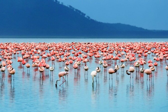 Full-Day Lake Nakuru National Park Private Tour From Nairobi - Tour Details