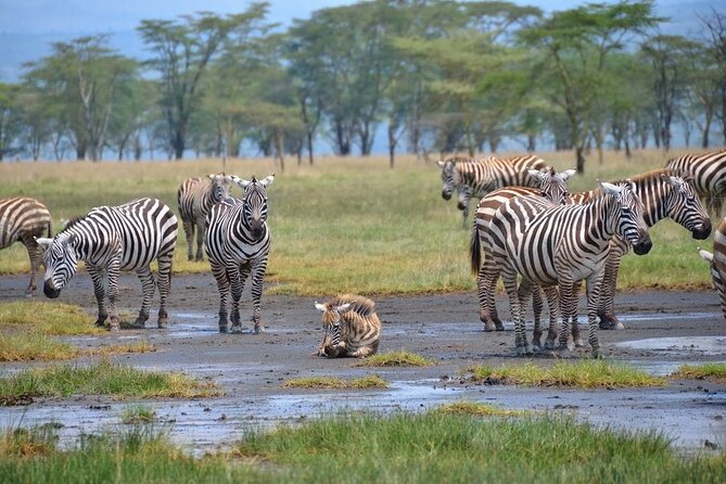 Full-Day Lake Nakuru National Park Private Tour From Nairobi - Price