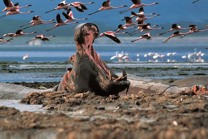 Full-Day Lake Nakuru National Park Private Tour From Nairobi - Reviews