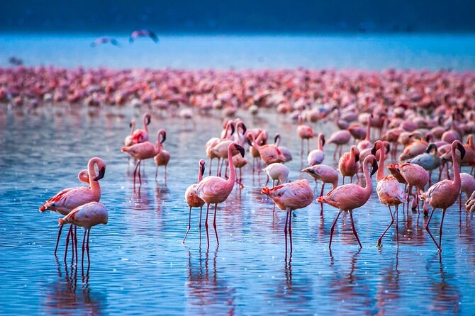 Full-Day Lake Nakuru National Park Private Tour From Nairobi - Directions