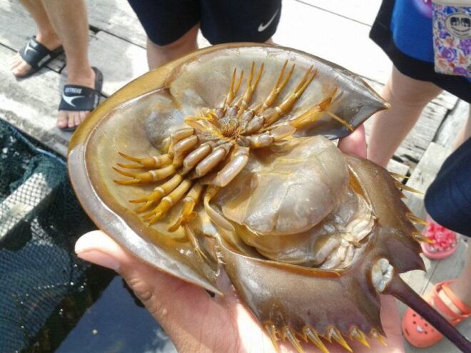 Full-day Langkawi Mangrove Safari Boat Tour - Tour Description