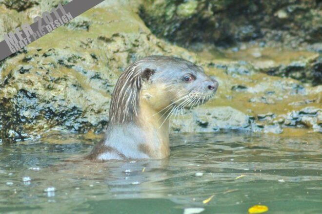 Full-day Langkawi Mangrove Safari Boat Tour - Customer Reviews