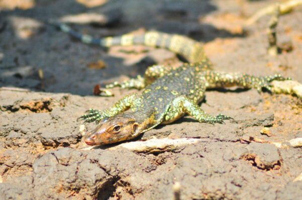 Full-day Langkawi Mangrove Safari Boat Tour - Directions