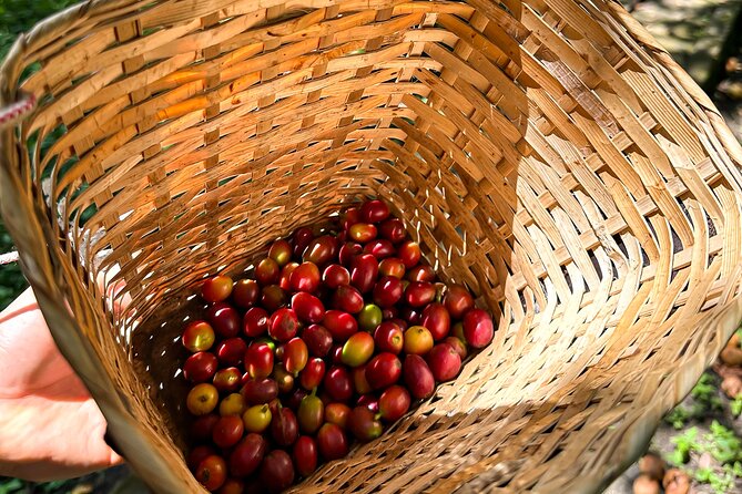 Full Day Learning About the Process of the Best Coffee in the World - Additional Information