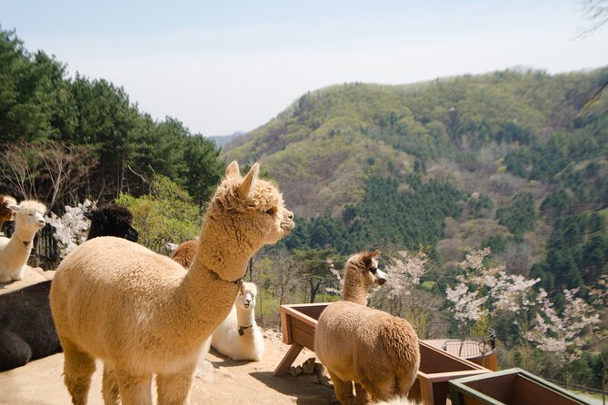 Full-Day Legoland and Alpaca World Guided Tour From Seoul - Attractions and Activities