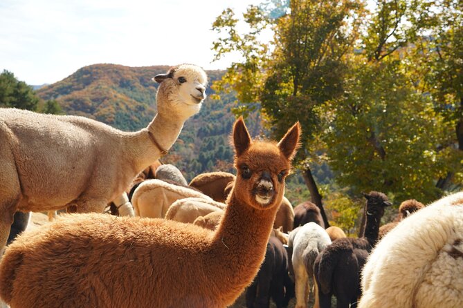 Full-Day Legoland and Alpaca World Guided Tour From Seoul - Tips for a Memorable Experience