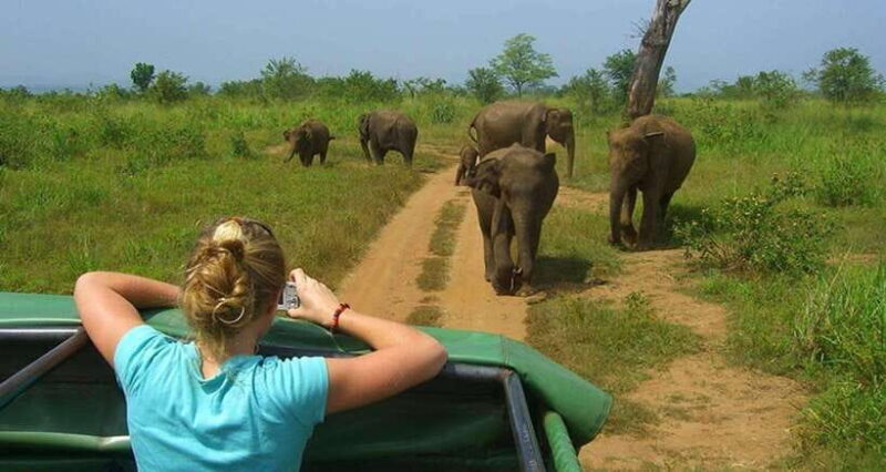 Full Day Leopard Safari at Yala and Traditional Curd Tasting - Good To Know