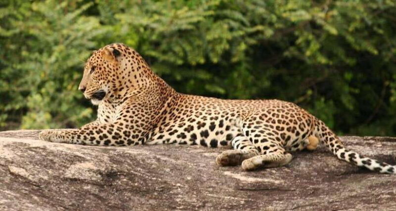 Full Day Leopard Safari at Yala and Traditional Curd Tasting - Whats Included & What to Keep in Mind