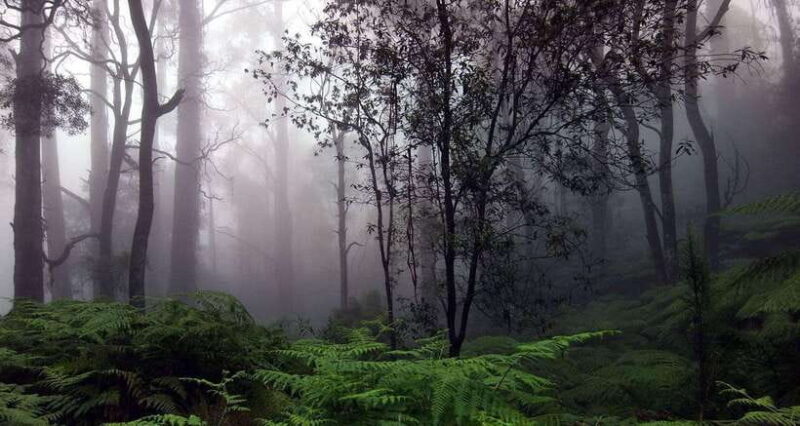 Full Day Leopard Safari at Yala and Traditional Curd Tasting - Exploring the Itinerary: What Makes Each Part Special