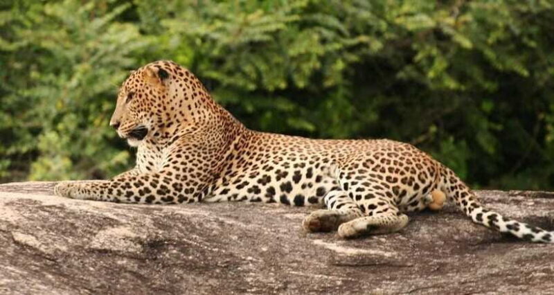 Full Day Leopard Safari at Yala and Traditional Curd Tasting - What Makes This Tour Stand Out?