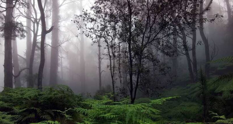 Full Day Leopard Safari at Yala and Traditional Curd Tasting - Who Will Love This Experience?