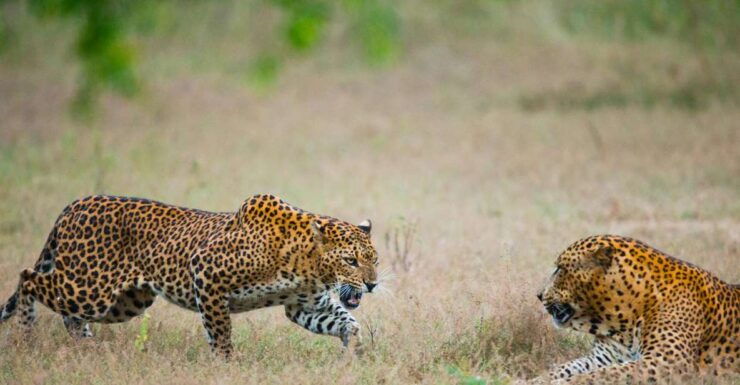 Full-Day Leopard Safari at Yala With Picnic Lunch - Thrilling Leopard Encounters