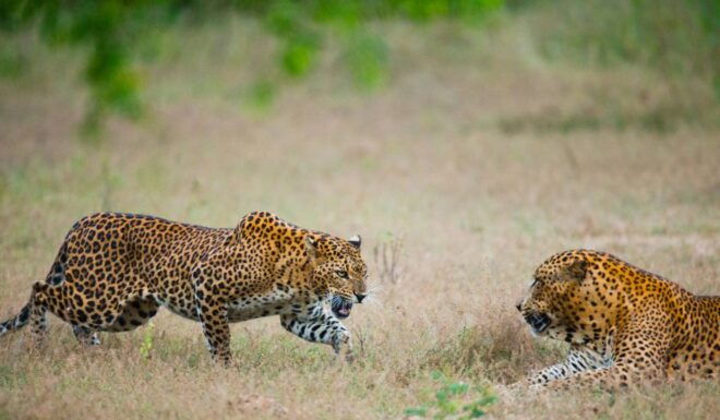 Full-Day Leopard Safari at Yala With Picnic Lunch - Scenic Picnic Lunch by the Beach