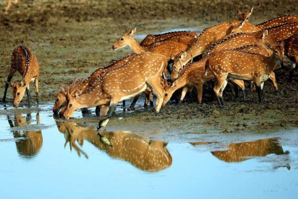 Full-Day Leopard Safari at Yala With Picnic Lunch - Diverse Habitats and Wildlife in Yala
