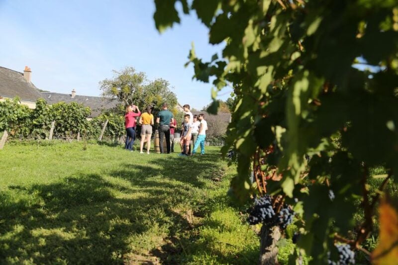 Full Day Loire Valley Wine Tour With Lunch: Vouvray & Chinon - Good To Know
