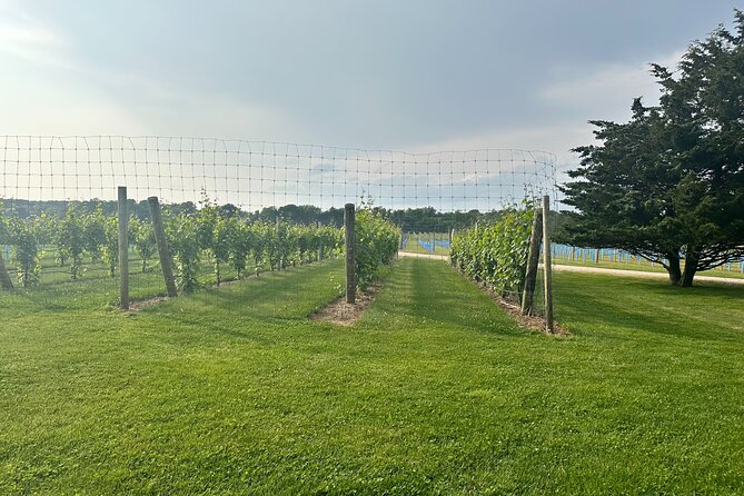 Full-Day Luxury Long Island Private Winery Tour - Tour Highlights
