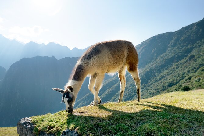 Full-Day Machu Picchu Guided Tour From Cusco - Common Questions
