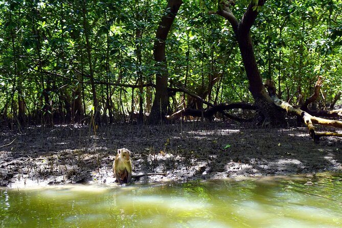 Full Day Mangrove Forest Conservation Centre - Wildlife and Biodiversity in the Mangrove Forest