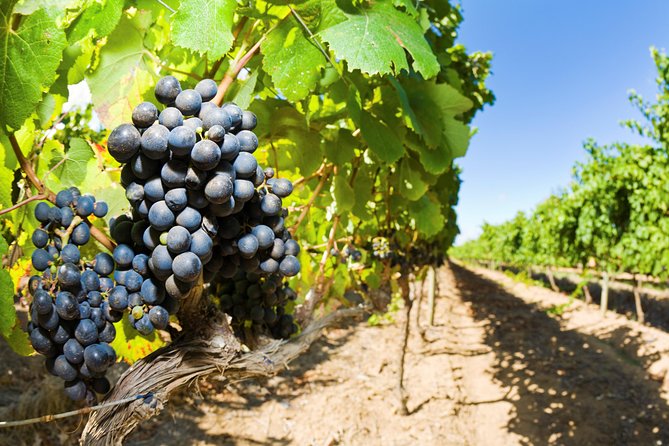 Full Day Martinborough Wine Tour - Cruise Ship Passenger Information
