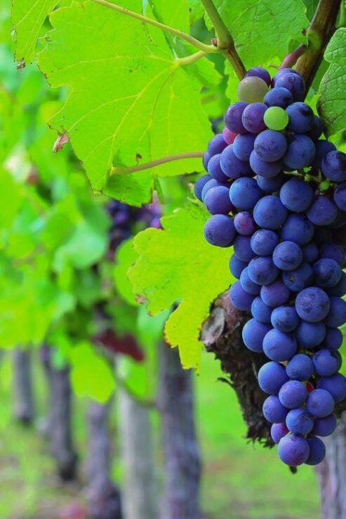 Full-Day Medoc Wine Tour - Itinerary