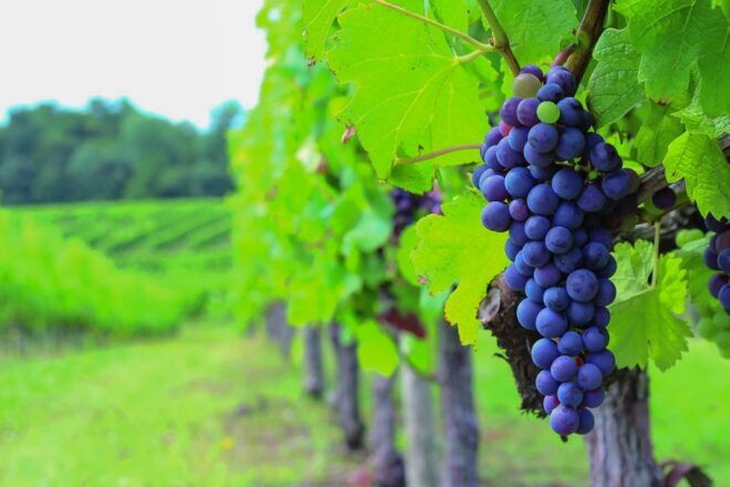Full-Day Medoc Wine Tour - Wine Region