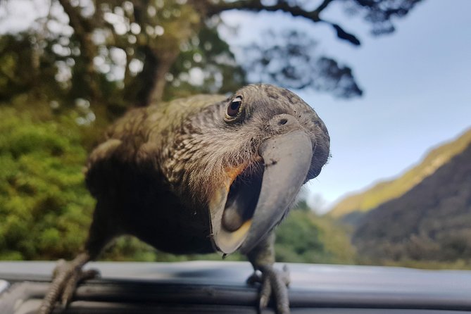 Full-Day Milford Sound Tour With Cruise and Walks From Te Anau - Tour Details and Logistics