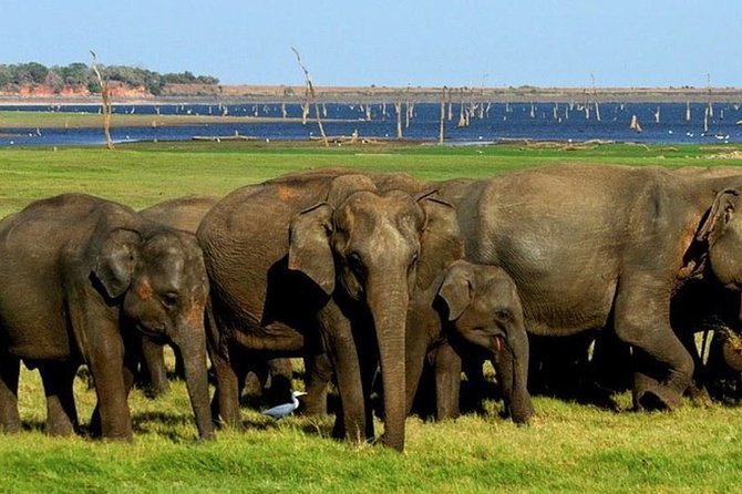 Full-Day Minneriya and Kaudulla National Parks Private Safari - Overview and Booking Details