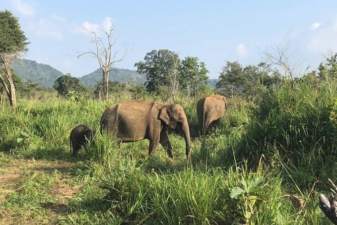 Full-Day Minneriya and Kaudulla National Parks Private Safari - Safari Experience