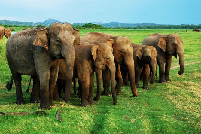 Full-Day Minneriya and Kaudulla National Parks Private Safari - Wildlife Spotting Opportunities
