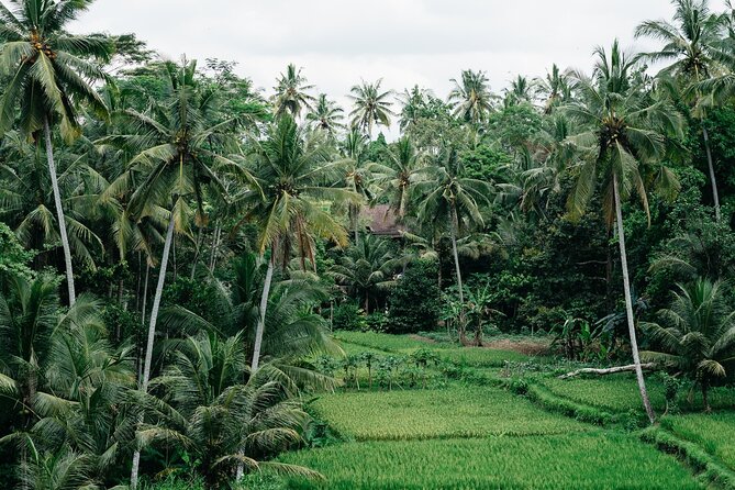 Full Day Monkey Forest Rice Terraces Trek to Sangeh and Purification - Monkey Forest Encounter