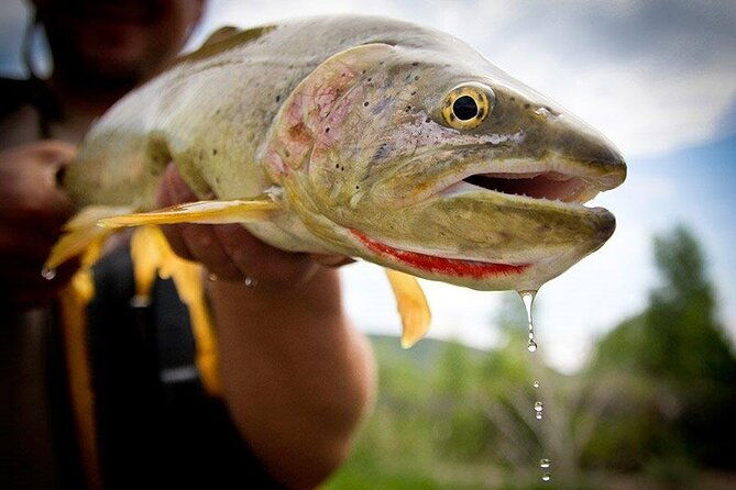Full Day Montana Fly Fishing Adventure - Full Day Montana Fly Fishing Adventure: An In-Depth Review