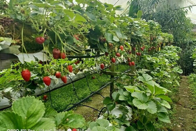 Full Day Mossy Forest Experience - Practical Details and Tips