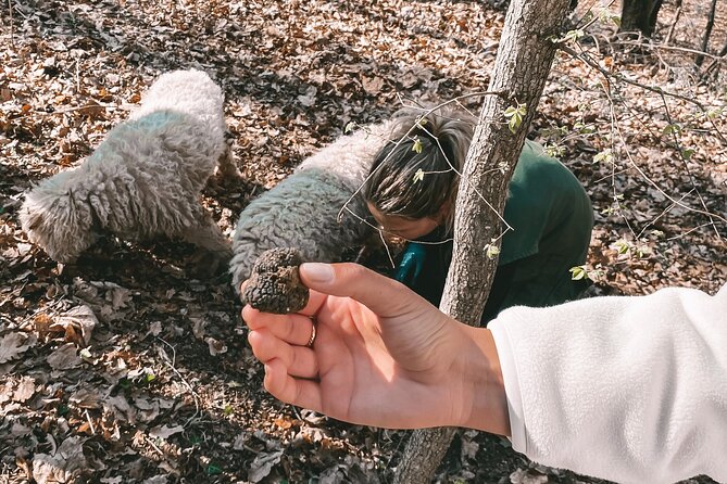 Full-Day Motovun Truffle Hunt With Lunch and Liqueur Tasting - Good To Know