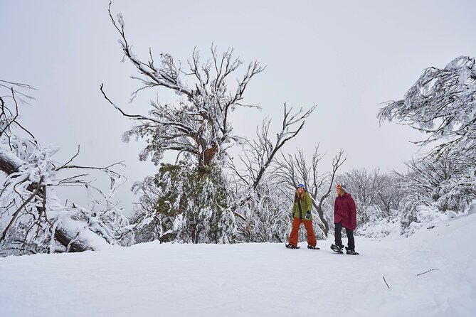 Full-Day Mount Buller Tour - Snow Activities