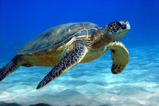 Full-Day Mussandam Cruise With Lunch Dibba - The Sum Up