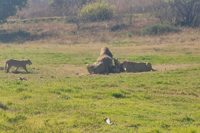 Full-Day Nature Reserve Safari With Pickup From Johannesburg - Overview of the Nature Reserve Safari