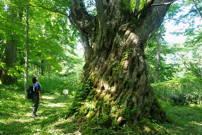 Full Day North Nagano Hiking Experience - Support and Contact Information