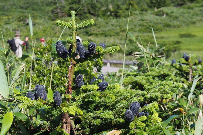 Full day Oirase Stream and Lake Towada Tour - A Closer Look at the Itinerary and Experience