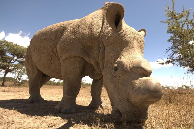 Full-Day Ol Pejeta Conservancy and Chimpanzee Sanctuary Tour From Nairobi - Optional Activities Available