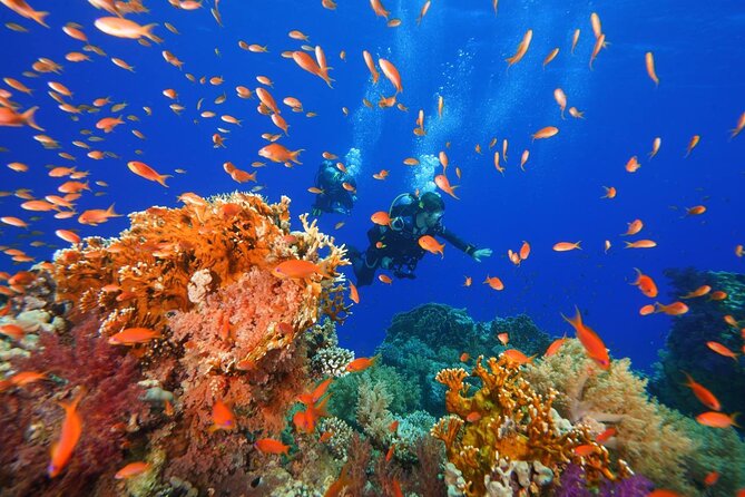 Full Day on Boat With 2 Dives in the Marine Parks of Sharm - Customer Reviews