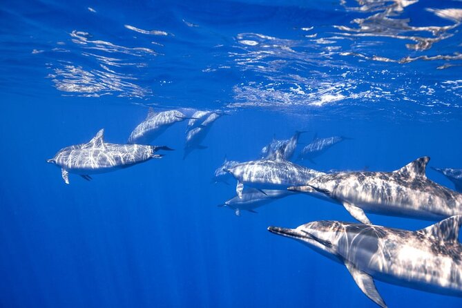 Full Day on Boat With 2 Dives in the Marine Parks of Sharm - Booking Information
