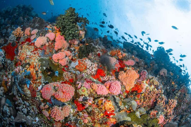 Full-Day Open Trip Diving in Komodo for Certified Divers - Frequently Asked Questions