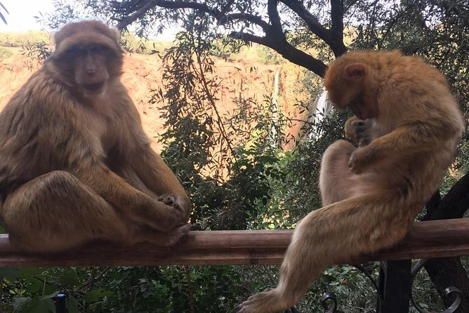 Full-Day Ouzoud Waterfalls Group Tour From Marrakech - Good To Know