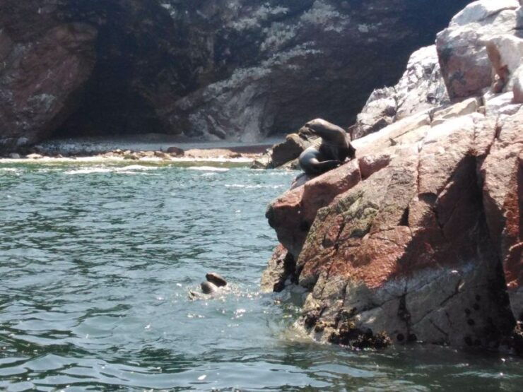 Full Day Paracas-Ica From Lima - Activity Details
